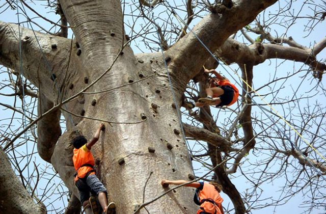 Baobab Tree Climbing