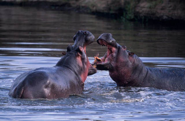 Hippo Viewing